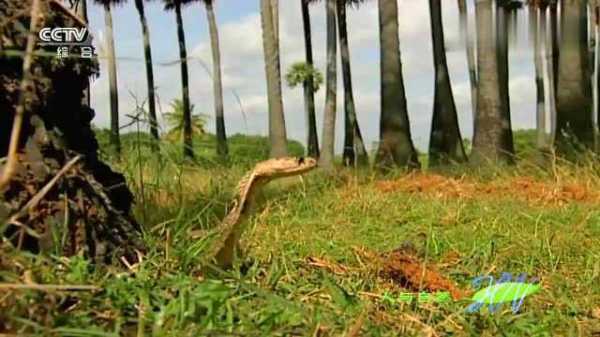 野见猛蛇,揭秘其背后的预兆与解梦之谜,象征,挑战,解梦,第1张 野见猛蛇,揭秘其背后的预兆与解梦之谜,象征,挑战,解梦,第1张