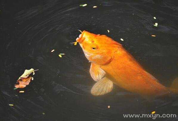 解梦,梦到鱼究竟有何寓意?,象征,事业,挑战,第1张 解梦,梦到鱼究竟有何寓意?,象征,事业,挑战,第1张