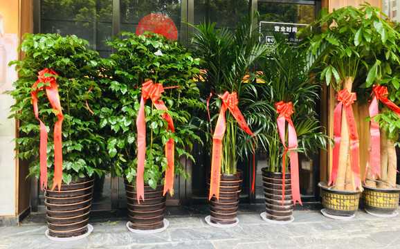 厂子门口栽种树,助旺企业运势,提升财运!,象征,事业,气场,第1张 厂子门口栽种树,助旺企业运势,提升财运!,象征,事业,气场,第1张