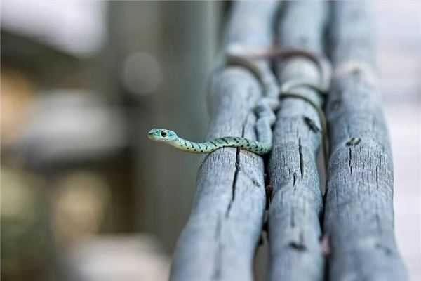 立尸的神秘预兆,解梦梦见蛇的心理寓意及应对策略,象征,挑战,自我,第1张 立尸的神秘预兆,解梦梦见蛇的心理寓意及应对策略,象征,挑战,自我,第1张