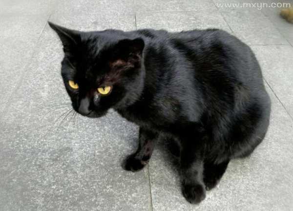 梦见黑猫打脸,揭秘周公解的神秘寓意,象征,挑战,希望,第1张 梦见黑猫打脸,揭秘周公解的神秘寓意,象征,挑战,希望,第1张