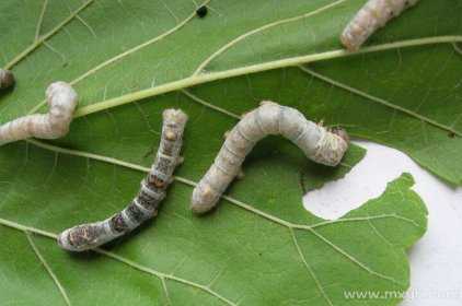 梦到蚕是什么意思?揭秘蚕的梦境象征与解梦奥秘,象征,希望,解梦,第1张 梦到蚕是什么意思?揭秘蚕的梦境象征与解梦奥秘,象征,希望,解梦,第1张