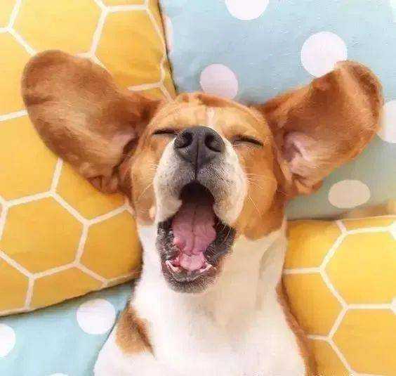 梦见狗咬架,揭秘梦境中的征兆与解梦含义,象征,事业,挑战,第1张 梦见狗咬架,揭秘梦境中的征兆与解梦含义,象征,事业,挑战,第1张