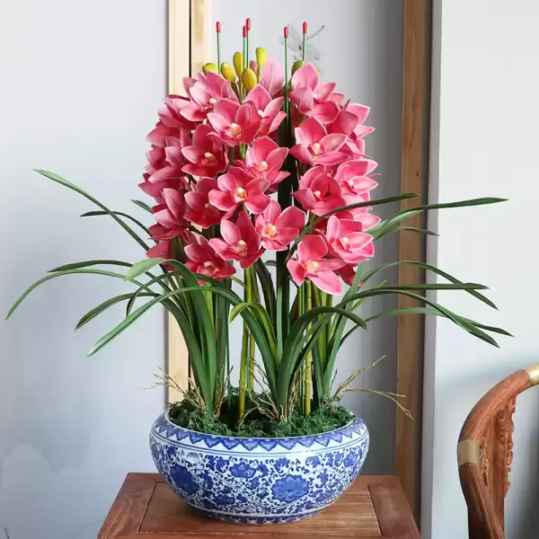 墨兰花摆放,揭秘家中宝地,让墨兰绽放财运与,事业,希望,能量,第1张 墨兰花摆放,揭秘家中宝地,让墨兰绽放财运与,事业,希望,能量,第1张