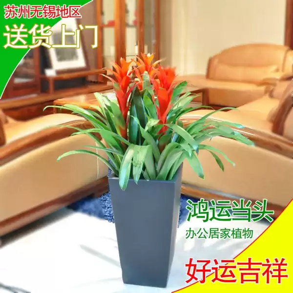 门前红豆杉,解读其独特寓意,象征,事业,美好,第1张 门前红豆杉,解读其独特寓意,象征,事业,美好,第1张