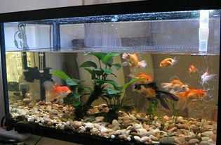 缸指南,养什么鱼才能招财旺运?,象征,事业,气场,第1张 缸指南,养什么鱼才能招财旺运?,象征,事业,气场,第1张