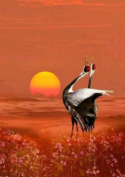 福寿莲寓意，之花，长寿之象征,象征,事业,气场,第1张