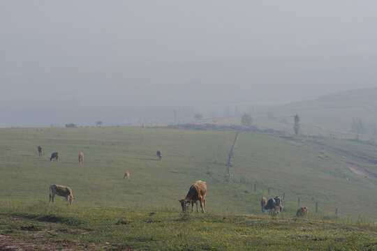牛在地脉中的象征意义与布局,象征,事业,风水布局,第1张