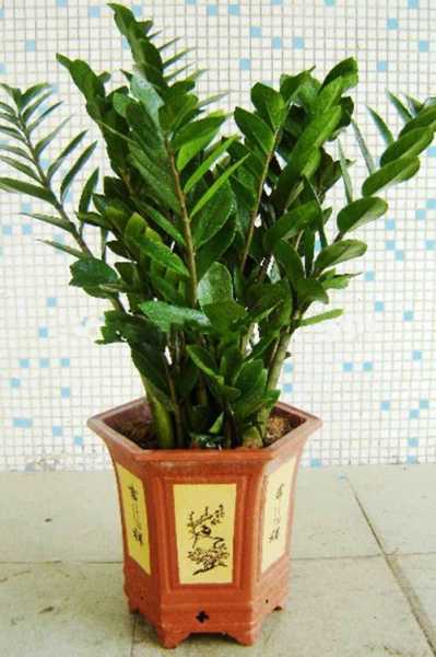 揭秘学中的植物选择，哪些植物最适合测？,象征,希望,气场,第1张