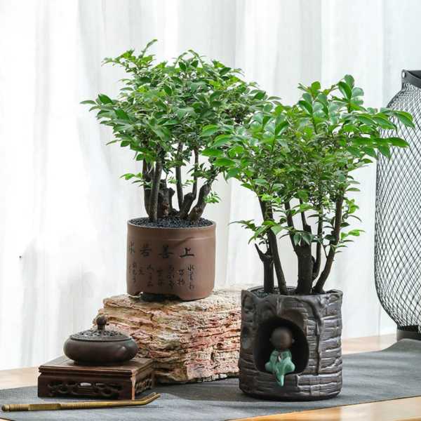 小院宜人，盆栽选择指南助您打造家居美景,象征,吉凶,风水,第1张