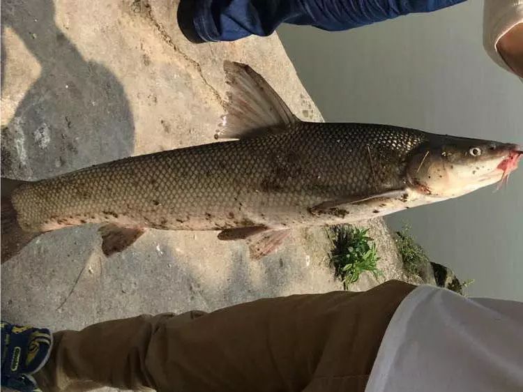 探寻之鱼,揭秘哪些鱼种能提升家居,象征,希望,能量,第1张 探寻之鱼,揭秘哪些鱼种能提升家居,象征,希望,能量,第1张