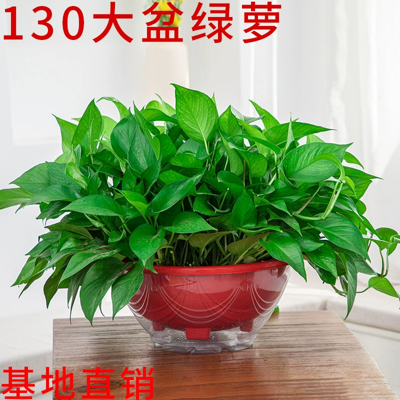 藏花盆种什么植物好?揭秘学中的植物选择奥秘,象征,事业,风水布局,第1张 藏花盆种什么植物好?揭秘学中的植物选择奥秘,象征,事业,风水布局,第1张