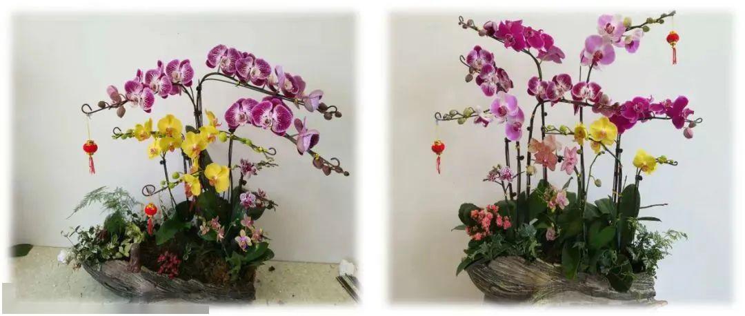 茶室宜兰,如何挑选兰花提升茶室运势与雅韵,象征,气场,风水,第1张 茶室宜兰,如何挑选兰花提升茶室运势与雅韵,象征,气场,风水,第1张