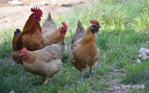 揭秘神奇,为什么鸡会算命?,象征,事业,算命,第1张 揭秘神奇,为什么鸡会算命?,象征,事业,算命,第1张