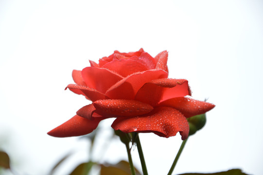 解梦雨中玫瑰，探寻梦境中的美好寓意,象征,挑战,解梦,第1张