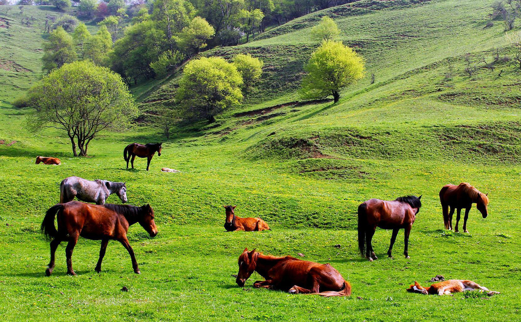 牧场秘籍,揭秘如何打造宝地,让牧场生意兴隆,象征,事业,希望,第1张 牧场秘籍,揭秘如何打造宝地,让牧场生意兴隆,象征,事业,希望,第1张