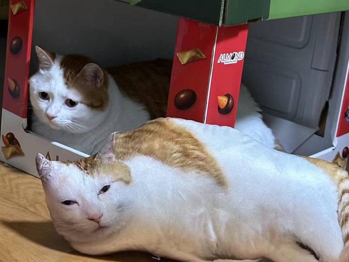 周公解梦,梦到丑猫的兆头及心理分析,事业,挑战,希望,第1张 周公解梦,梦到丑猫的兆头及心理分析,事业,挑战,希望,第1张