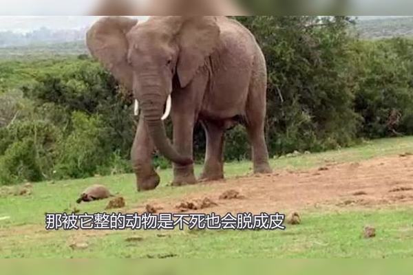 大象踩龟吉凶,古老智慧的神秘仪式揭秘,象征,吉凶,美好,第1张 大象踩龟吉凶,古老智慧的神秘仪式揭秘,象征,吉凶,美好,第1张