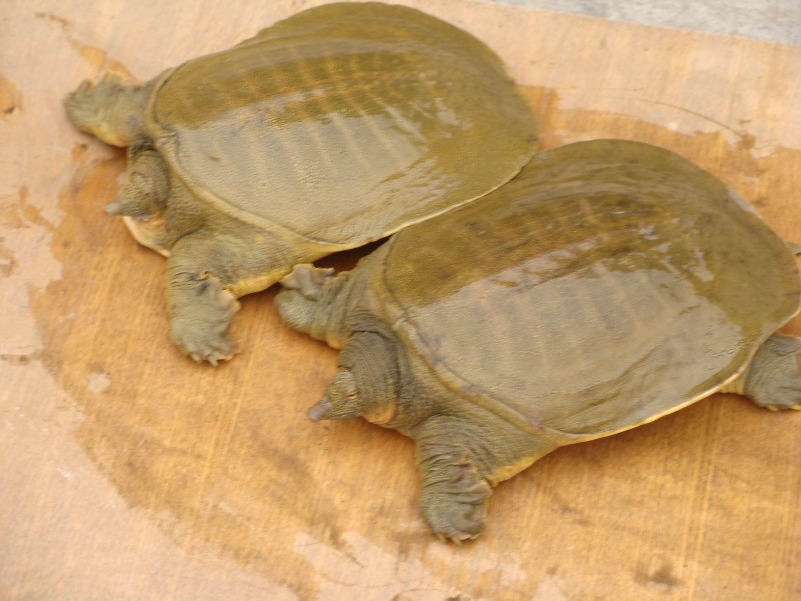 甲鱼进屋禁忌详解,家居中的甲鱼摆放与注意事项,象征,能量,美好,第1张 甲鱼进屋禁忌详解,家居中的甲鱼摆放与注意事项,象征,能量,美好,第1张