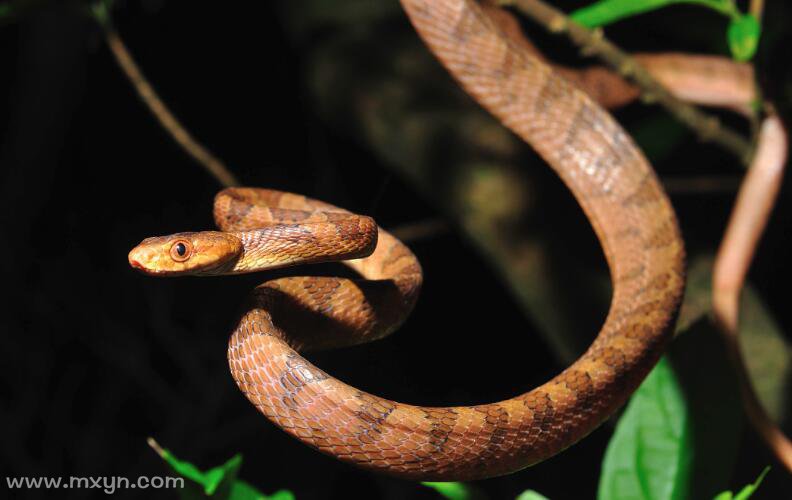 梦见肚子蛇,揭秘女性解的神秘预兆,象征,事业,挑战,第1张 梦见肚子蛇,揭秘女性解的神秘预兆,象征,事业,挑战,第1张