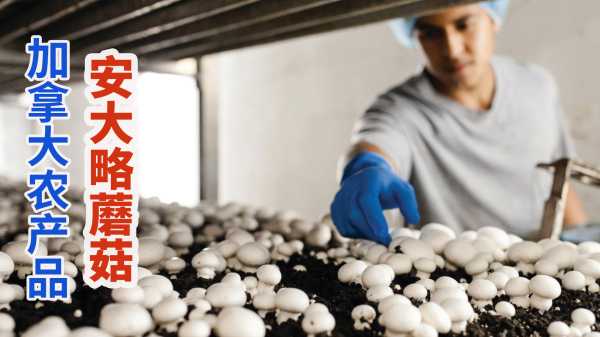 大买农场,签证政策解析及流程,希望,照片,解签,第1张 大买农场,签证政策解析及流程,希望,照片,解签,第1张