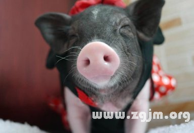 揭秘梦境中的猪,周公解梦解析梦见有猪的含义,象征,事业,挑战,第1张 揭秘梦境中的猪,周公解梦解析梦见有猪的含义,象征,事业,挑战,第1张