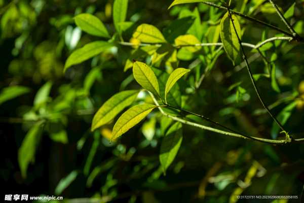 叶姓兔宝宝，寓意美好、个性鲜明的名字精选,象征,希望,宝宝取名,第1张