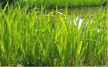 揭秘菖蒲在中的潜在坏处,象征,美好,风水,第1张 揭秘菖蒲在中的潜在坏处,象征,美好,风水,第1张