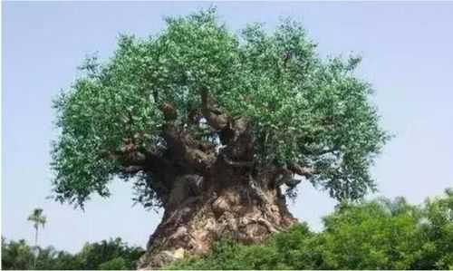 屋门口摆放何种树木佳——打造家居和谐之美,象征,事业,气场,第1张