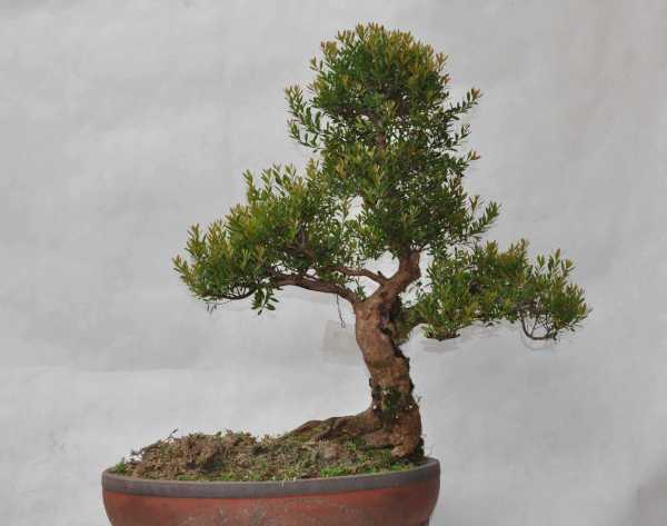 赤楠树禁忌详解，家居绿植的摆放与忌讳,事业,希望,风水,第1张