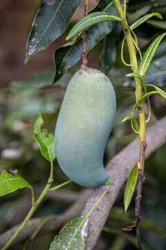 解梦梦见大芒果,揭秘梦境中的寓意与象征,象征,挑战,解梦,第1张 解梦梦见大芒果,揭秘梦境中的寓意与象征,象征,挑战,解梦,第1张