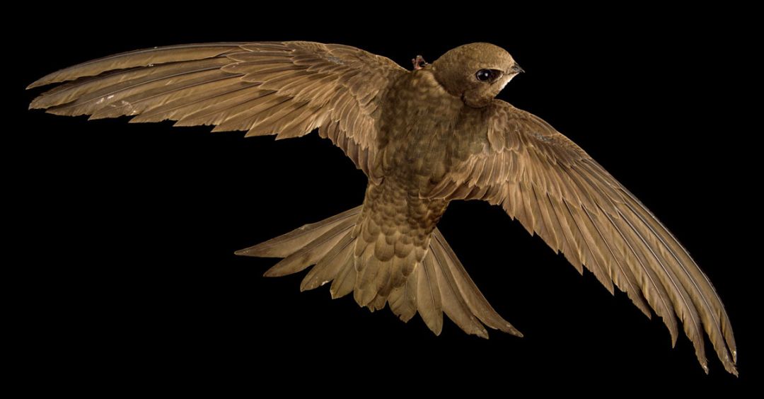 揭秘小鸟的十二星座，探寻鸟类中的神秘星座,象征,十二星座,星座,第1张