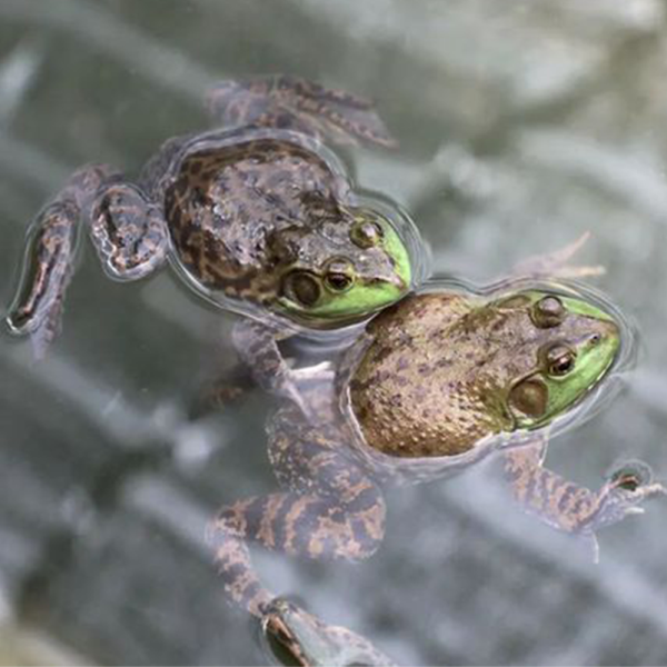 路上见到牛蛙,揭秘牛蛙在梦境中的预兆与象征意义,象征,挑战,美好,第1张 路上见到牛蛙,揭秘牛蛙在梦境中的预兆与象征意义,象征,挑战,美好,第1张