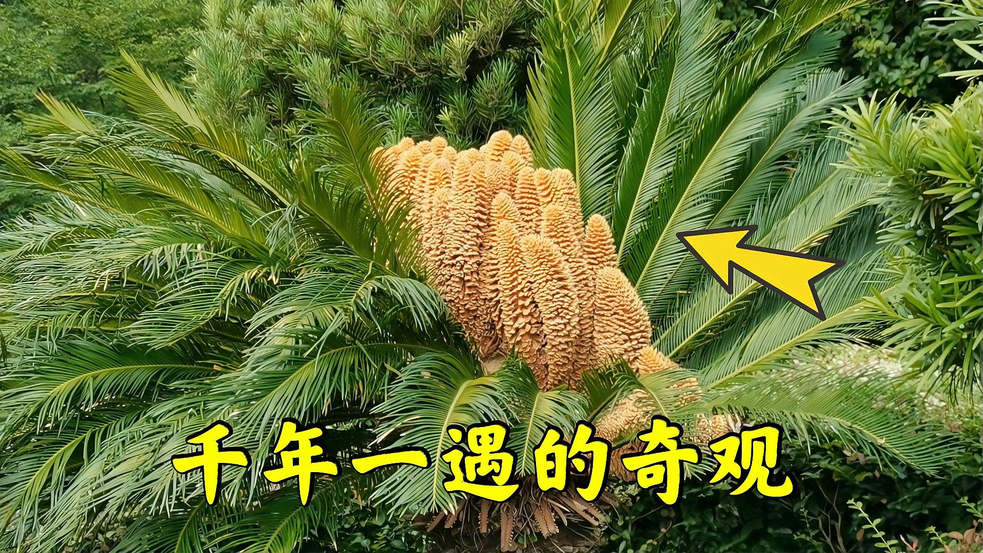 种铁树的最佳时机错过?巧妙应对,让铁树在非吉时也能茁壮成长,象征,事业,吉时,第1张 种铁树的最佳时机错过?巧妙应对,让铁树在非吉时也能茁壮成长,象征,事业,吉时,第1张