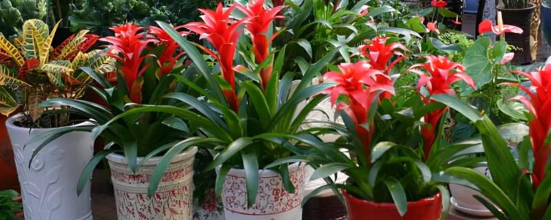 屋后种什么苗最旺,传统智慧中的植物选择指南,象征,事业,气场,第1张 屋后种什么苗最旺,传统智慧中的植物选择指南,象征,事业,气场,第1张