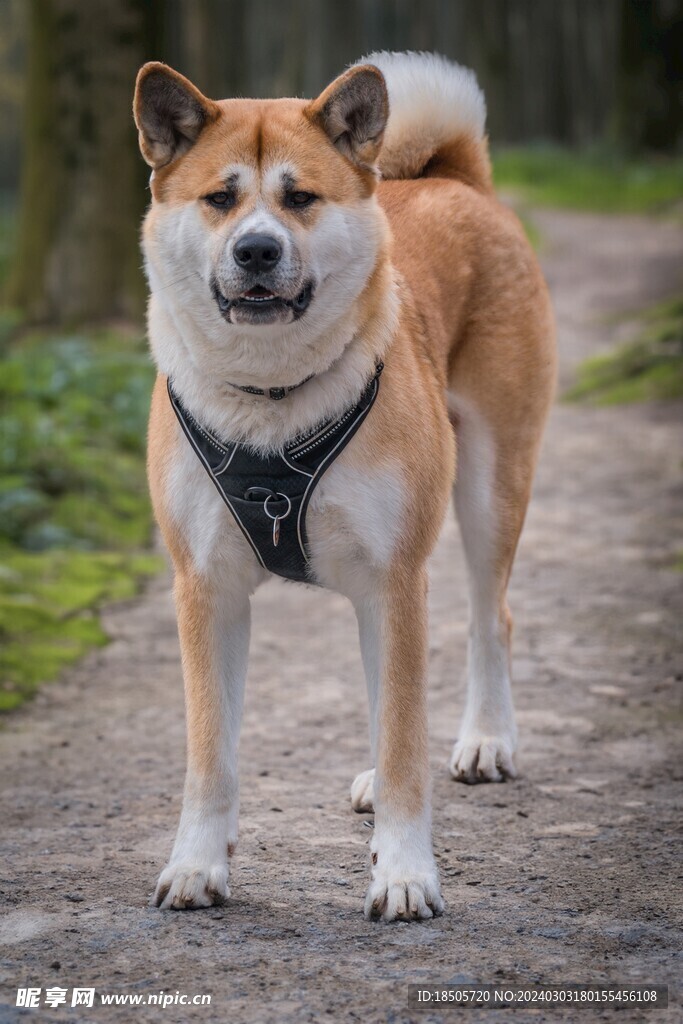 狗宝宝起名指南，如何通过吉凶为爱犬挑选好名,八字,吉凶,美好,第1张