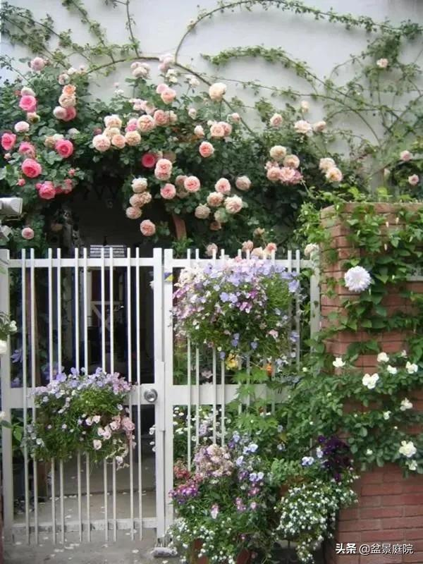 小院缸植物选择指南,与美观两相宜,象征,希望,风水,第1张 小院缸植物选择指南,与美观两相宜,象征,希望,风水,第1张