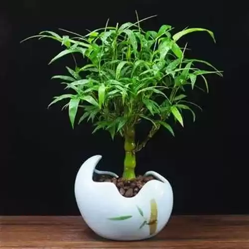 家居秘籍,揭秘什么竹子最适合养活,提升家居好,象征,事业,能量,第1张 家居秘籍,揭秘什么竹子最适合养活,提升家居好,象征,事业,能量,第1张