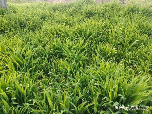 揭秘中的禄局，如何布局提升财运与运势,事业,气场,美好,第1张