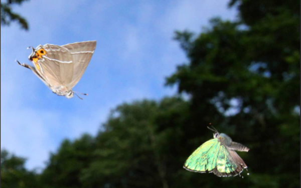 雨夜飞来蝙蝠，探寻其神秘预兆与解梦含义,象征,挑战,解梦,第1张