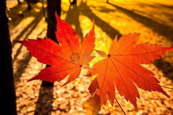 枫叶树,自然之美与奥秘的融合,象征,事业,希望,第1张 枫叶树,自然之美与奥秘的融合,象征,事业,希望,第1张