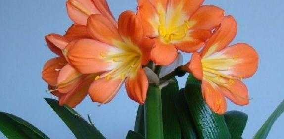 家居必备,家中摆放哪些鲜花最宜?,象征,气场,能量,第1张 家居必备,家中摆放哪些鲜花最宜?,象征,气场,能量,第1张