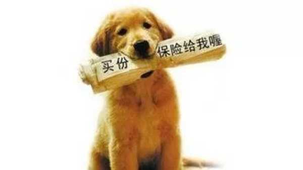 茶室养什么宠物好——探寻茶室与宠物搭配之道,象征,希望,八字,第1张 茶室养什么宠物好——探寻茶室与宠物搭配之道,象征,希望,八字,第1张