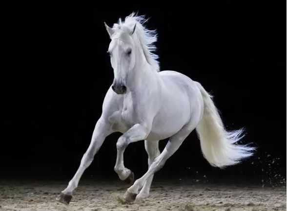 白马寺求签政策,传承文化,弘扬智慧之旅,求签,祈福,解读,第1张 白马寺求签政策,传承文化,弘扬智慧之旅,求签,祈福,解读,第1张