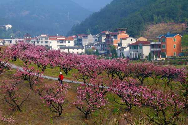 桃花坞宝宝取名,探寻诗意盎然的寓意之旅,象征,事业,希望,第1张 桃花坞宝宝取名,探寻诗意盎然的寓意之旅,象征,事业,希望,第1张
