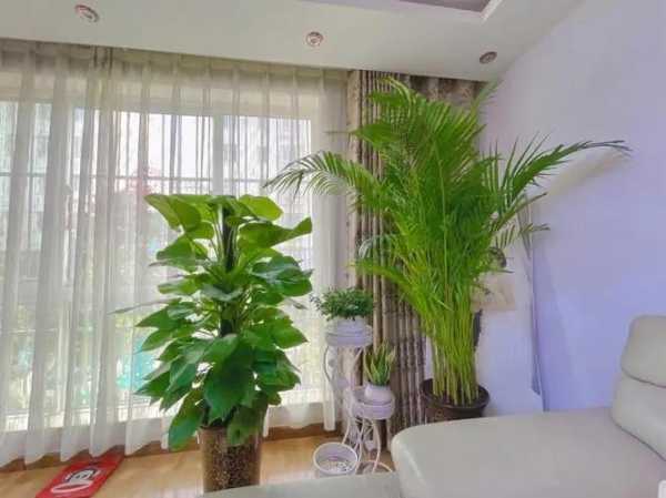 屋内种什么植物好?专业带你揭秘家居绿植之道,象征,希望,美好,第1张 屋内种什么植物好?专业带你揭秘家居绿植之道,象征,希望,美好,第1张