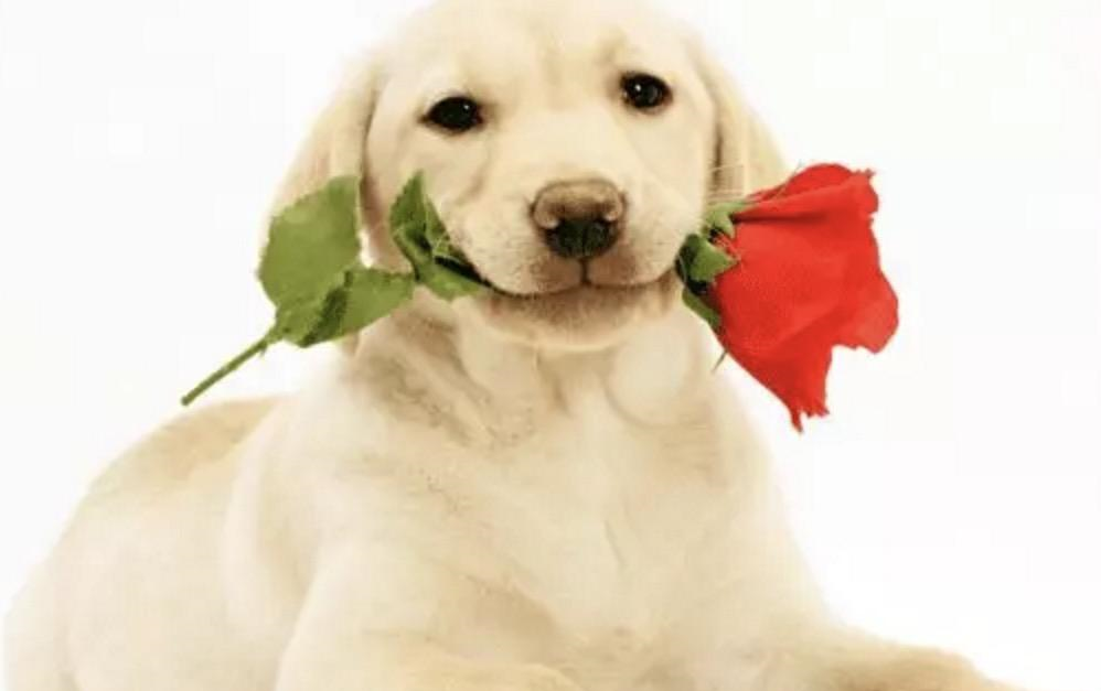 7月9日生肖狗运势详解,运势起伏,把握关键日,事业,挑战,风水,第1张 7月9日生肖狗运势详解,运势起伏,把握关键日,事业,挑战,风水,第1张