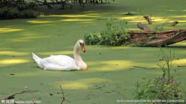 梦见找大鹅,揭秘梦境中的寓意与预兆,象征,事业,希望,第1张 梦见找大鹅,揭秘梦境中的寓意与预兆,象征,事业,希望,第1张
