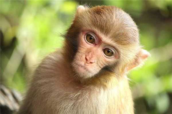 梦见猴头,周公解的神秘征兆,象征,事业,挑战,第1张 梦见猴头,周公解的神秘征兆,象征,事业,挑战,第1张