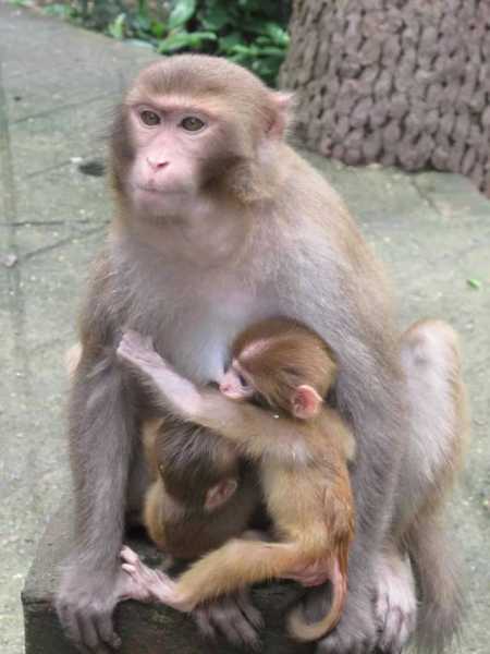 猴宝宝聚财,取名秘籍大公开!,希望,八字,宝宝取名,第1张 猴宝宝聚财,取名秘籍大公开!,希望,八字,宝宝取名,第1张